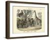 Mammals, C.1860-null-Framed Giclee Print