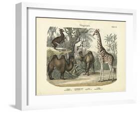 Mammals, C.1860-null-Framed Giclee Print