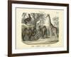 Mammals, C.1860-null-Framed Giclee Print