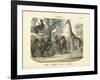 Mammals, C.1860-null-Framed Giclee Print