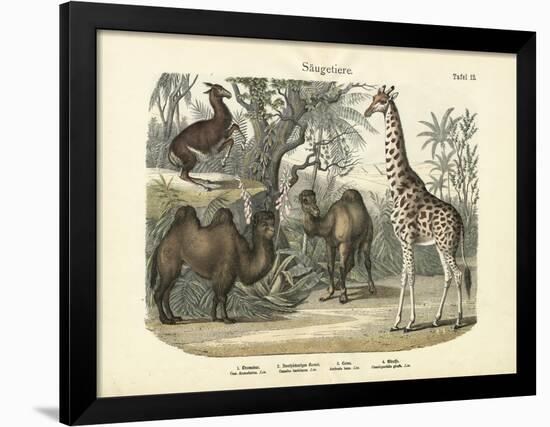 Mammals, C.1860-null-Framed Giclee Print