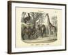 Mammals, C.1860-null-Framed Giclee Print