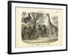 Mammals, C.1860-null-Framed Giclee Print