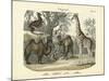 Mammals, C.1860-null-Mounted Giclee Print