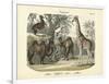 Mammals, C.1860-null-Framed Giclee Print