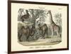 Mammals, C.1860-null-Framed Giclee Print