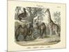 Mammals, C.1860-null-Mounted Giclee Print