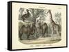 Mammals, C.1860-null-Framed Stretched Canvas