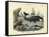 Mammals, C.1860-null-Framed Stretched Canvas