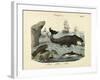 Mammals, C.1860-null-Framed Giclee Print