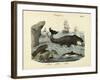 Mammals, C.1860-null-Framed Giclee Print