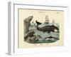 Mammals, C.1860-null-Framed Giclee Print