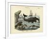 Mammals, C.1860-null-Framed Giclee Print