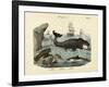 Mammals, C.1860-null-Framed Giclee Print