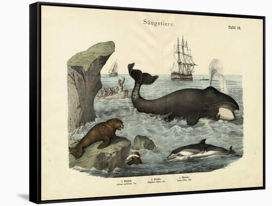 Mammals, C.1860-null-Framed Stretched Canvas