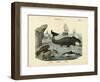 Mammals, C.1860-null-Framed Giclee Print