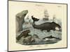 Mammals, C.1860-null-Mounted Giclee Print