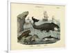 Mammals, C.1860-null-Framed Giclee Print