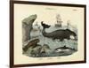 Mammals, C.1860-null-Framed Giclee Print