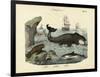 Mammals, C.1860-null-Framed Giclee Print