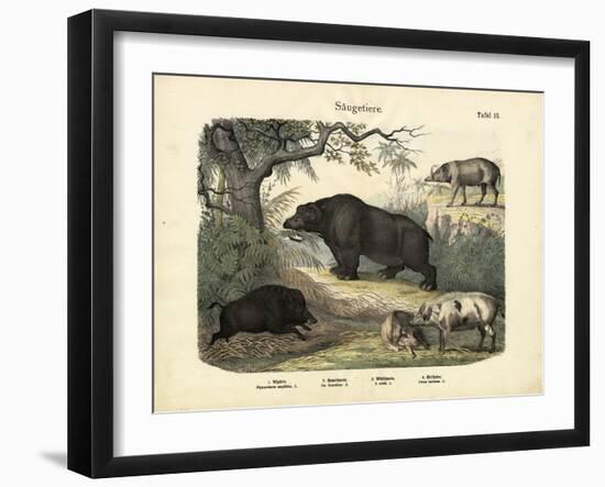 Mammals, C.1860-null-Framed Giclee Print