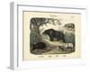 Mammals, C.1860-null-Framed Giclee Print