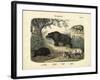 Mammals, C.1860-null-Framed Giclee Print