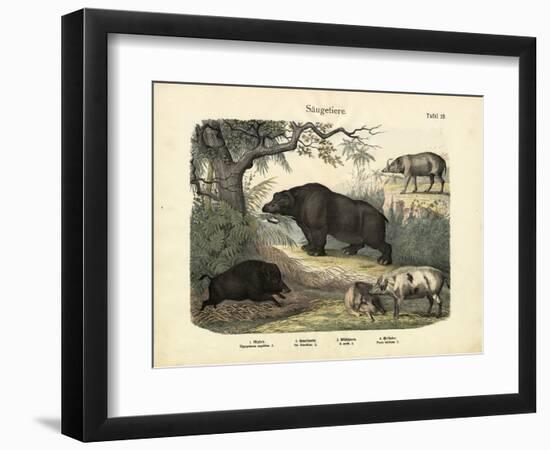 Mammals, C.1860-null-Framed Premium Giclee Print