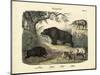 Mammals, C.1860-null-Mounted Premium Giclee Print