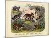 Mammals, C.1860-null-Mounted Giclee Print