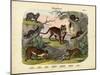 Mammals, C.1860-null-Mounted Giclee Print