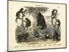 Mammals, C.1860-null-Mounted Giclee Print