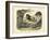 Mammals, C.1860-null-Framed Giclee Print