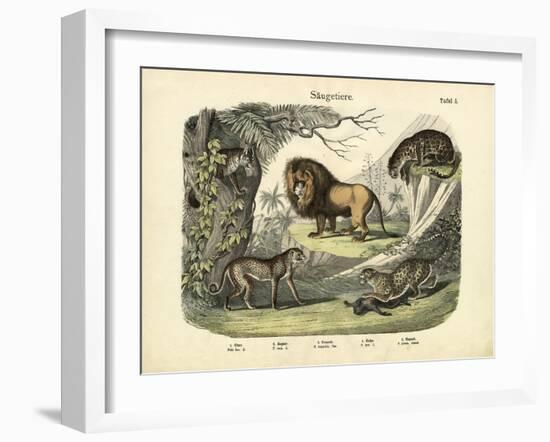 Mammals, C.1860-null-Framed Giclee Print