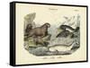 Mammals, C.1860-null-Framed Stretched Canvas