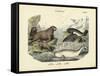 Mammals, C.1860-null-Framed Stretched Canvas