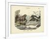 Mammals, C.1860-null-Framed Giclee Print