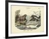 Mammals, C.1860-null-Framed Giclee Print