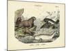 Mammals, C.1860-null-Mounted Giclee Print