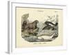 Mammals, C.1860-null-Framed Giclee Print