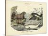 Mammals, C.1860-null-Stretched Canvas