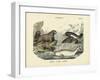 Mammals, C.1860-null-Framed Giclee Print