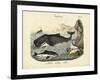 Mammals, C.1860-null-Framed Giclee Print