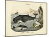 Mammals, C.1860-null-Mounted Giclee Print