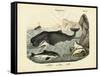 Mammals, C.1860-null-Framed Stretched Canvas