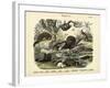 Mammals, C.1860-null-Framed Giclee Print