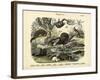 Mammals, C.1860-null-Framed Giclee Print