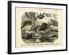 Mammals, C.1860-null-Framed Giclee Print