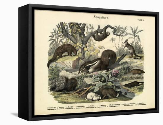 Mammals, C.1860-null-Framed Stretched Canvas