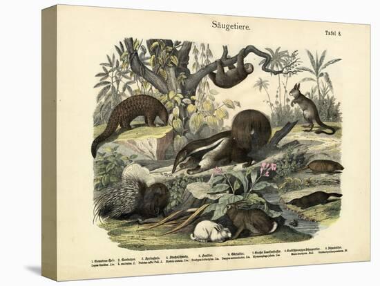 Mammals, C.1860-null-Stretched Canvas